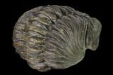 Large, Wide, Enrolled Pedinopariops Trilobite #169562-4